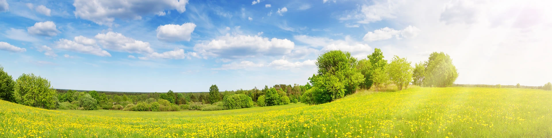 Strategies Banner Image